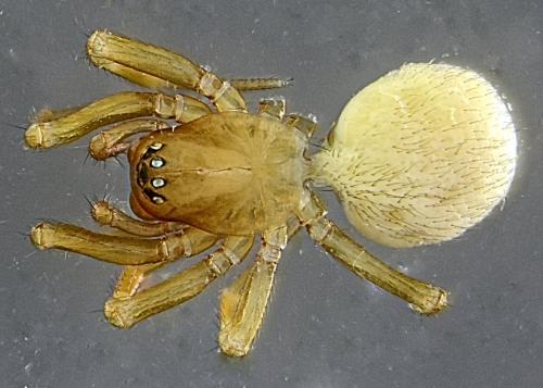 Réf. 194 069 : Gongylidiellum vivum